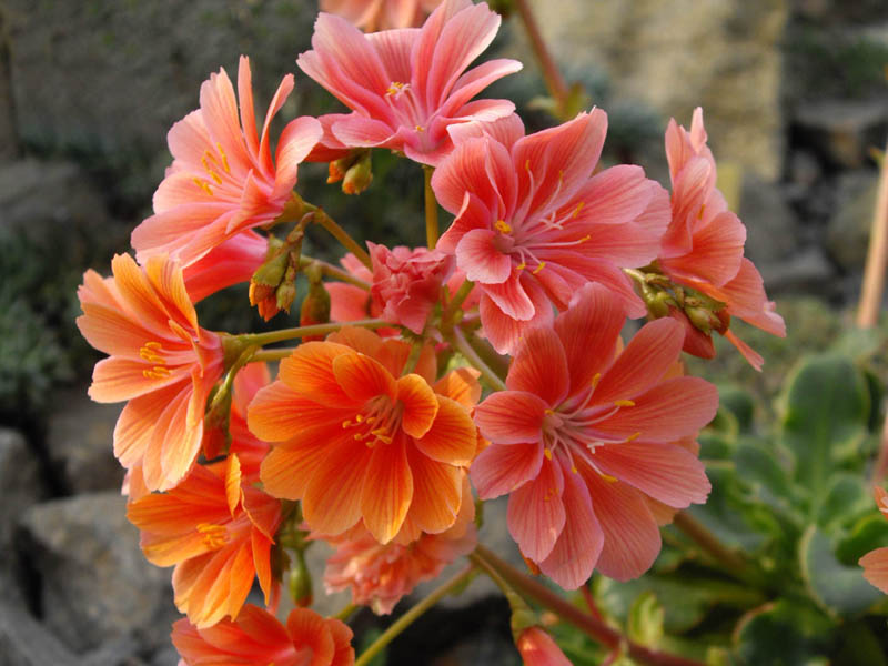 Lewisia cotyledon